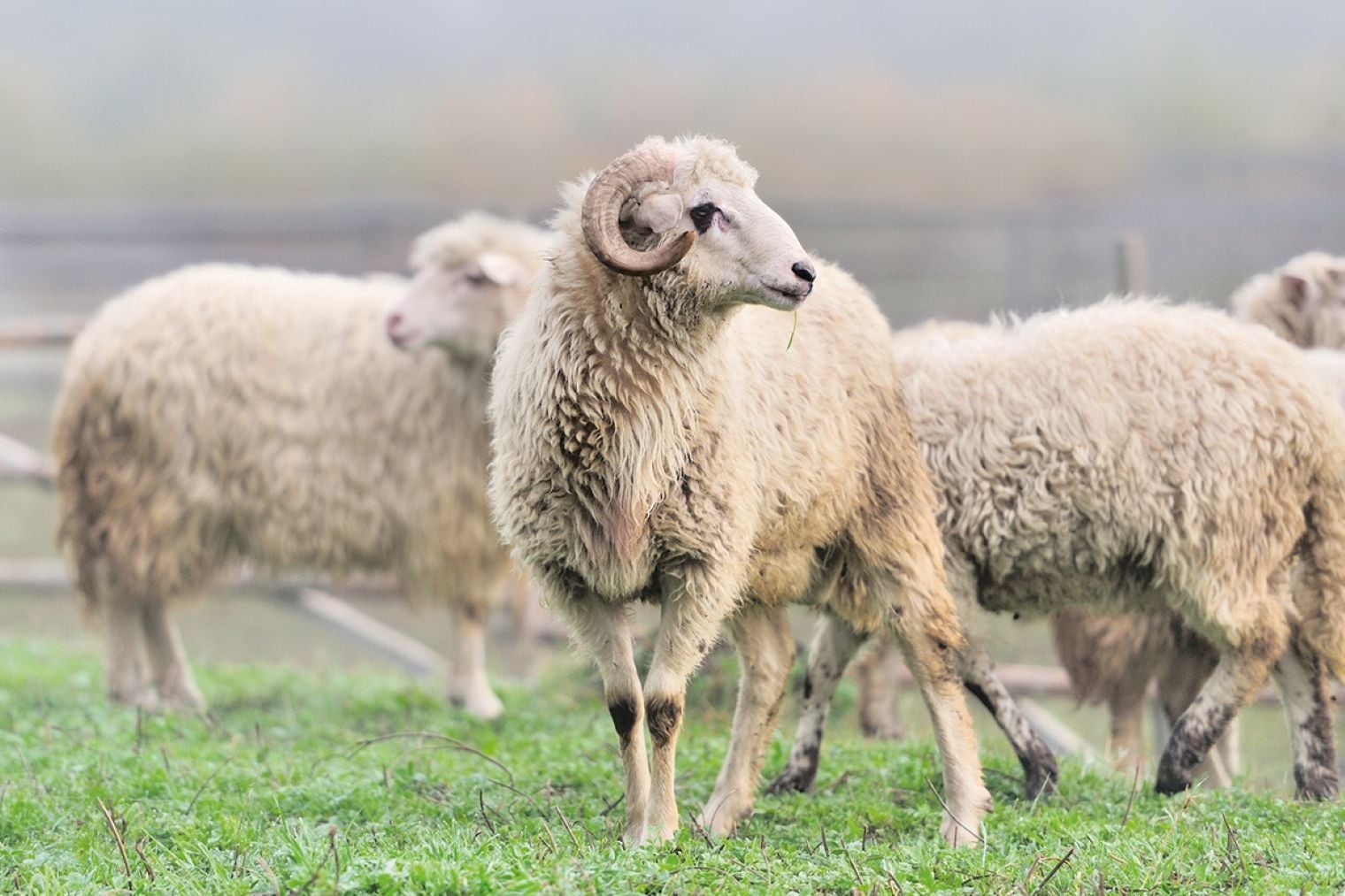 Merinoschaf
